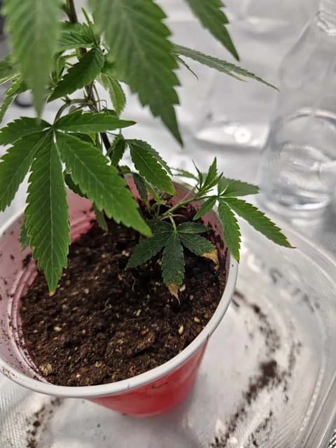 Gelato 