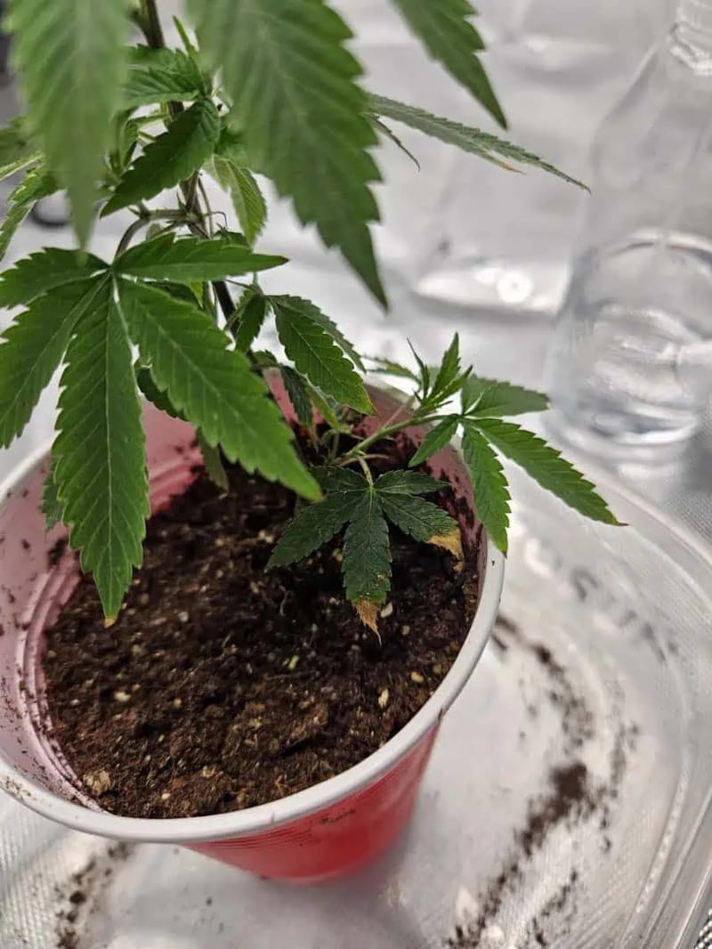 Gelato 