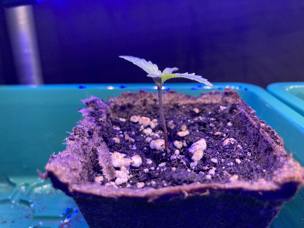 Dream Sherbert Fem. Kannabia