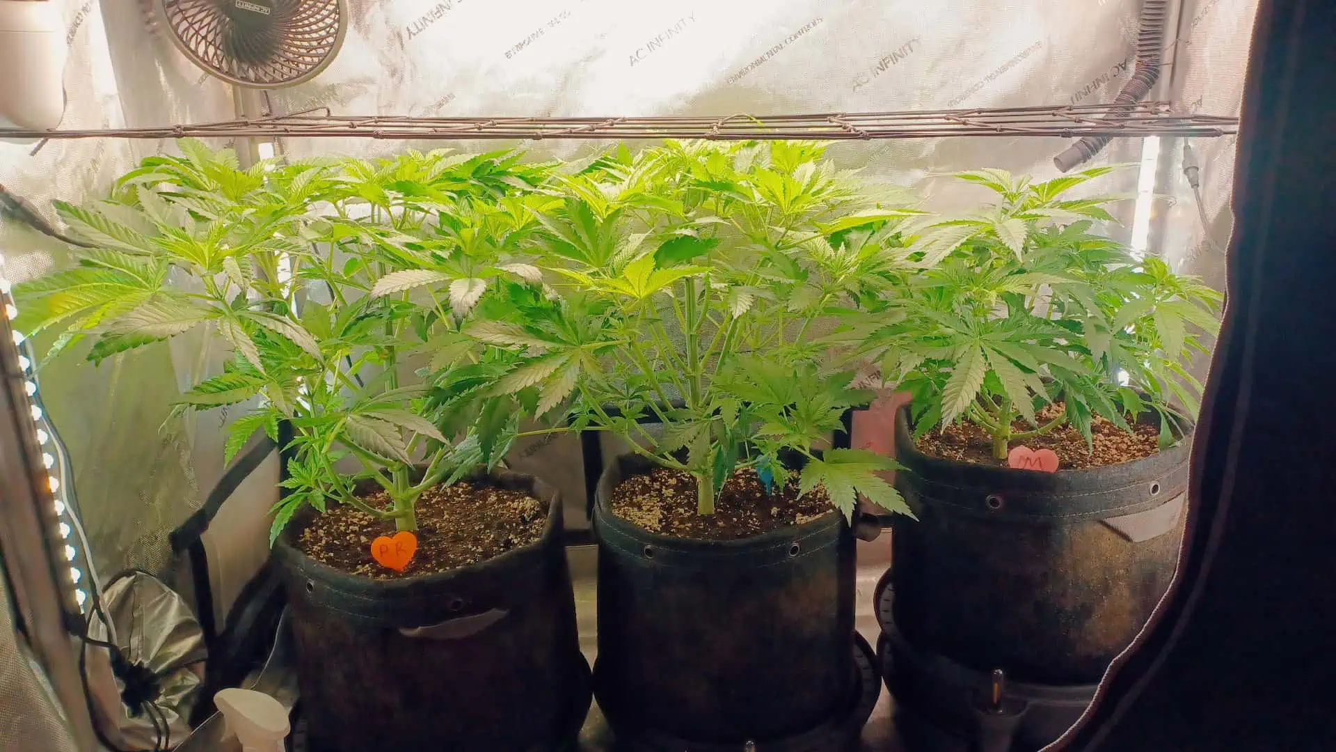 Panama Red — flower, day 3