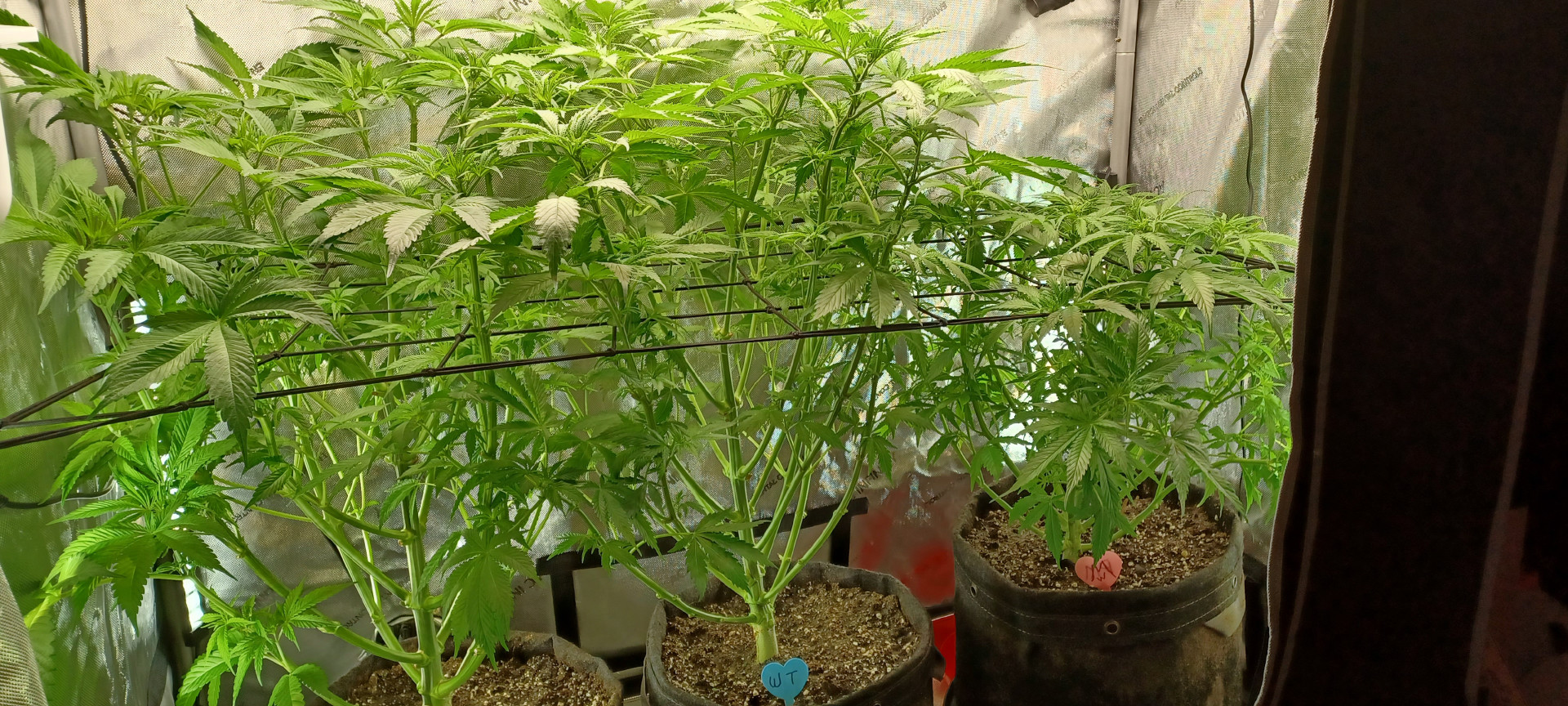 Panama Red — flower, day 12