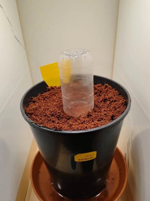 drawer grow forbidden fruit — grow_setup, day 1