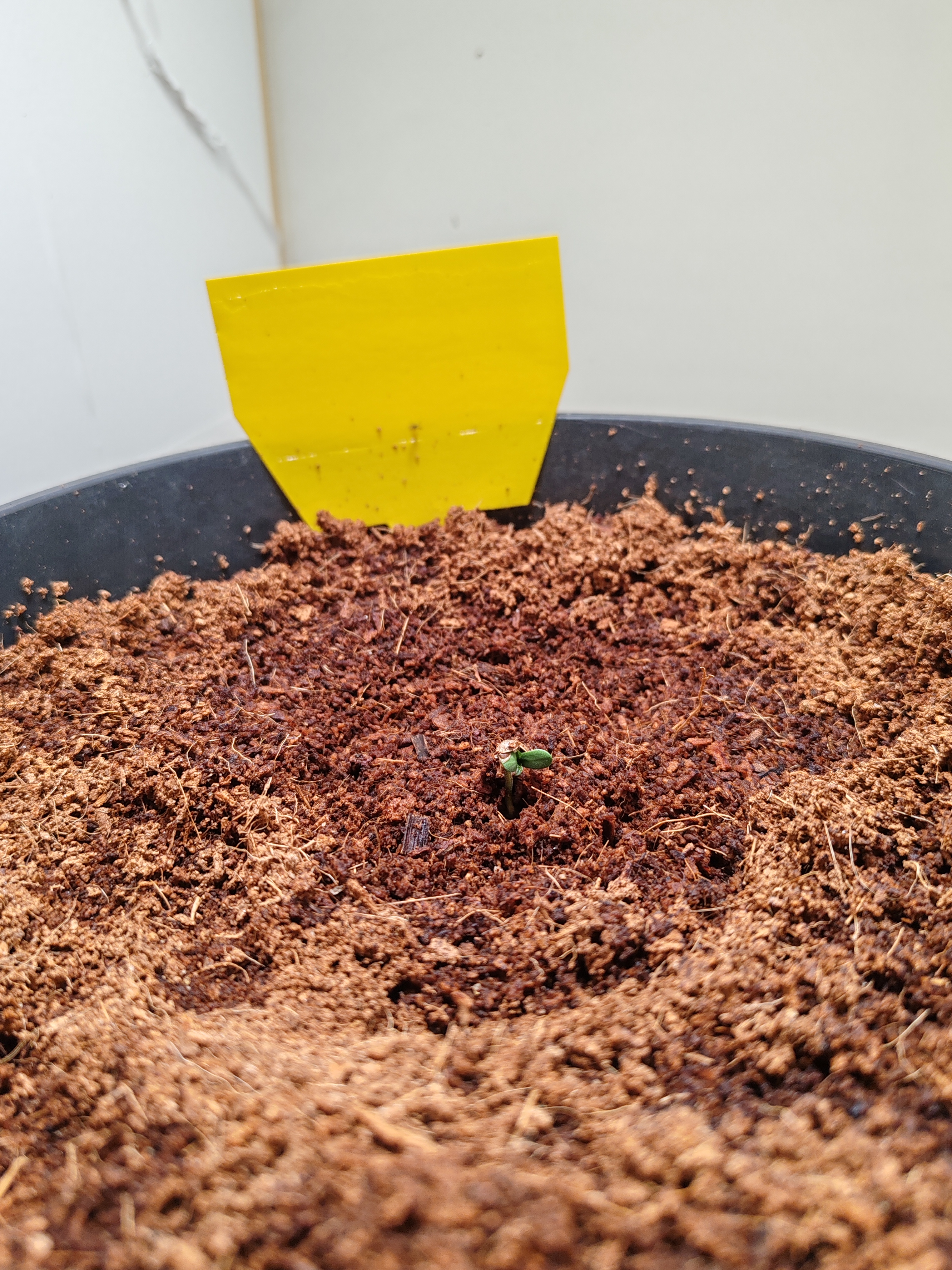 drawer grow forbidden fruit — germination, day 3