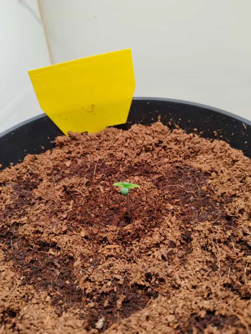 drawer grow forbidden fruit — vegetative, day 5