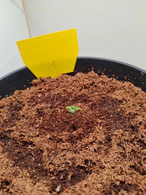 drawer grow forbidden fruit — vegetative, day 5