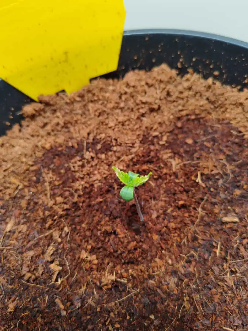 drawer grow forbidden fruit — seedling_rooting, day 7