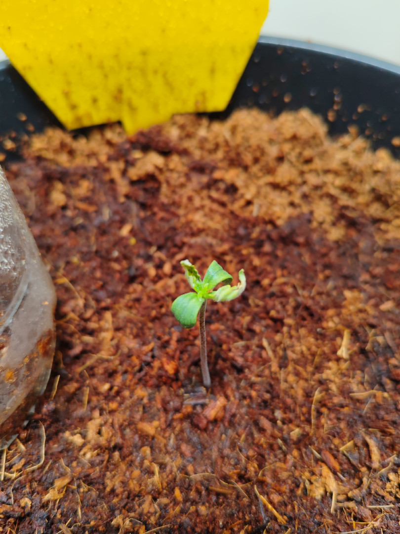 drawer grow forbidden fruit — seedling_rooting, day 7