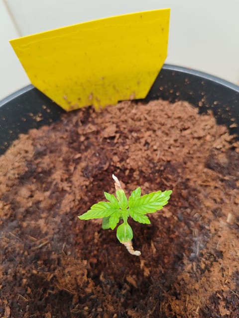 drawer grow forbidden fruit — seedling_rooting, day 13
