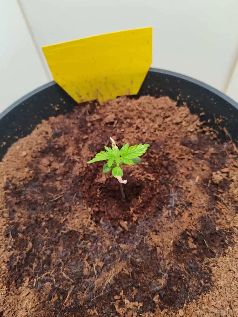 drawer grow forbidden fruit — seedling_rooting, day 13