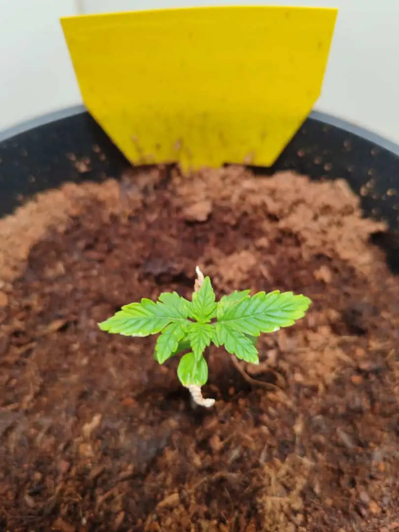 drawer grow forbidden fruit — seedling_rooting, day 13