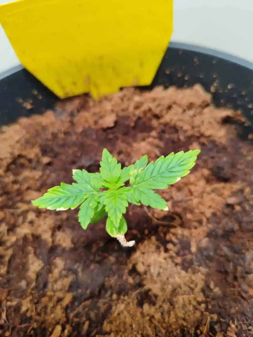 drawer grow forbidden fruit — seedling_rooting, day 15