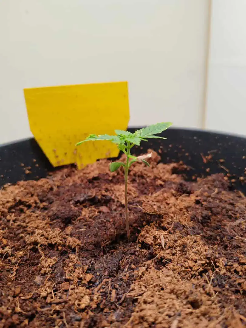 drawer grow forbidden fruit — seedling_rooting, day 15
