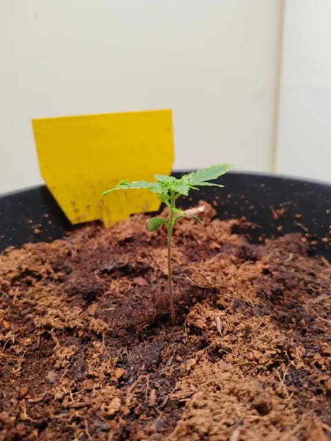 drawer grow forbidden fruit — seedling_rooting, day 15