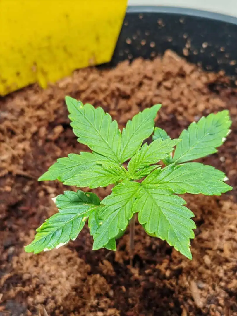 drawer grow forbidden fruit — seedling_rooting, day 18