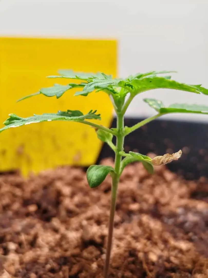 drawer grow forbidden fruit — seedling_rooting, day 18