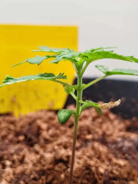 drawer grow forbidden fruit — seedling_rooting, day 18