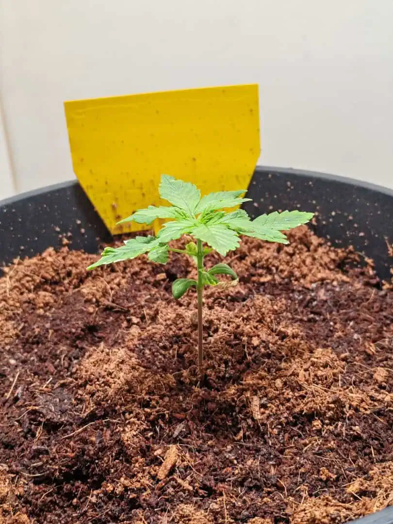 drawer grow forbidden fruit — seedling_rooting, day 18