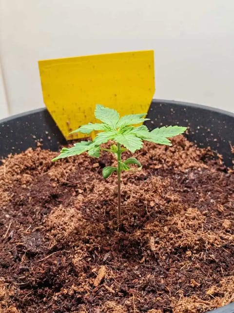 drawer grow forbidden fruit — seedling_rooting, day 18