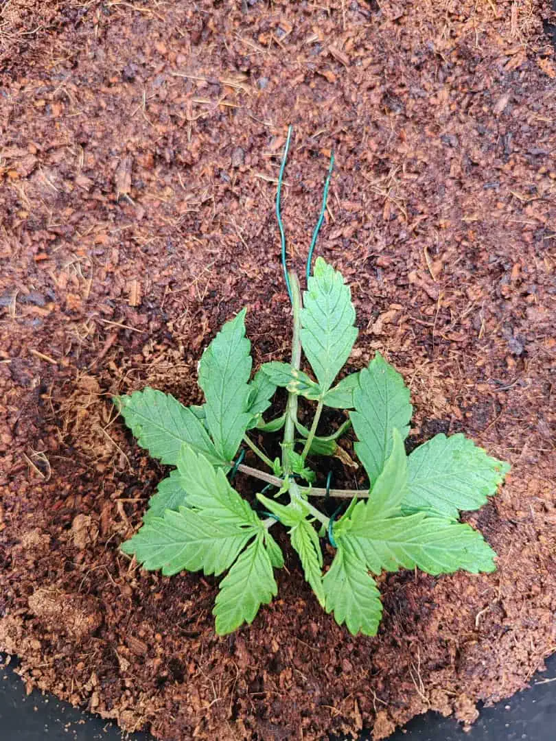 drawer grow forbidden fruit — vegetative, day 21