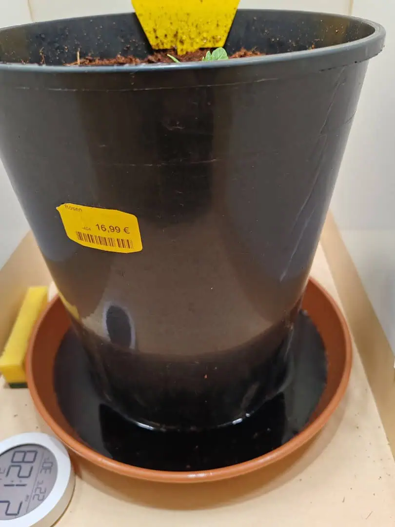 drawer grow forbidden fruit — vegetative, day 21