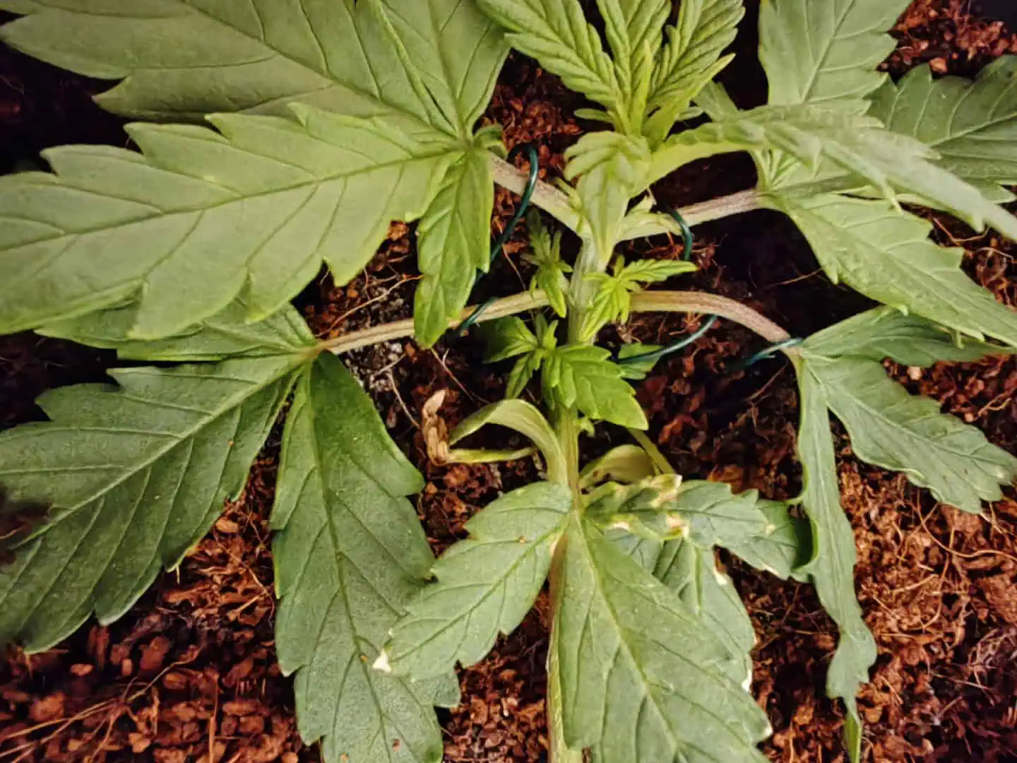 drawer grow forbidden fruit — vegetative, day 23