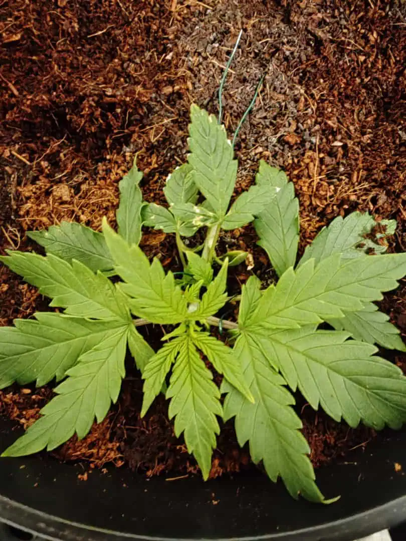 drawer grow forbidden fruit — vegetative, day 23