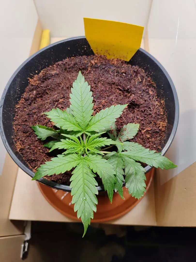 drawer grow forbidden fruit — vegetative, day 26