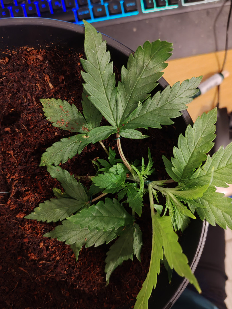 drawer grow forbidden fruit — vegetative, day 26