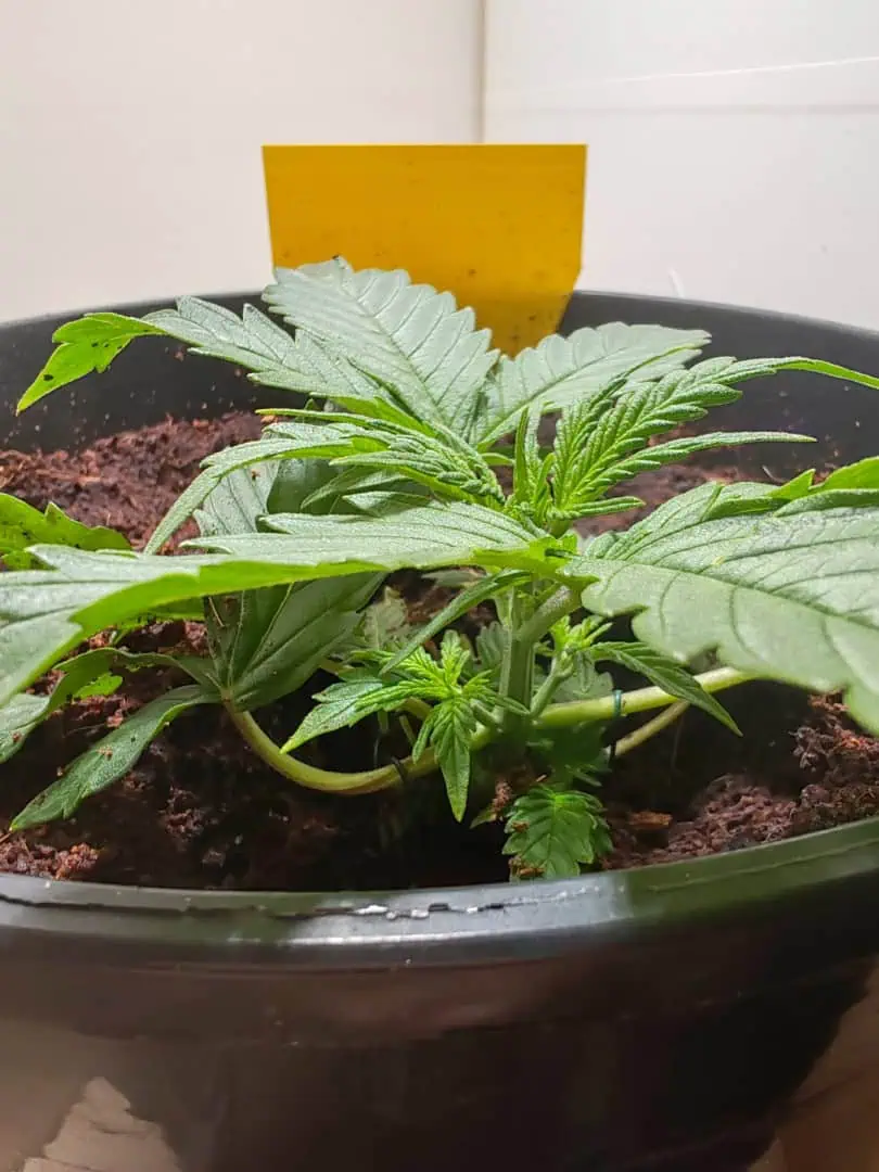 drawer grow forbidden fruit — vegetative, day 26