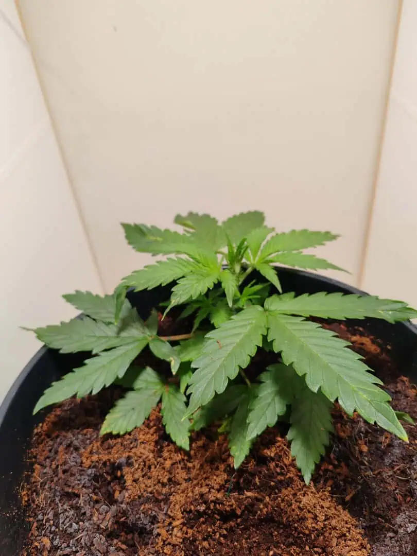 drawer grow forbidden fruit — vegetative, day 28