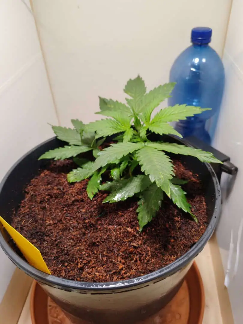 drawer grow forbidden fruit — vegetative, day 28