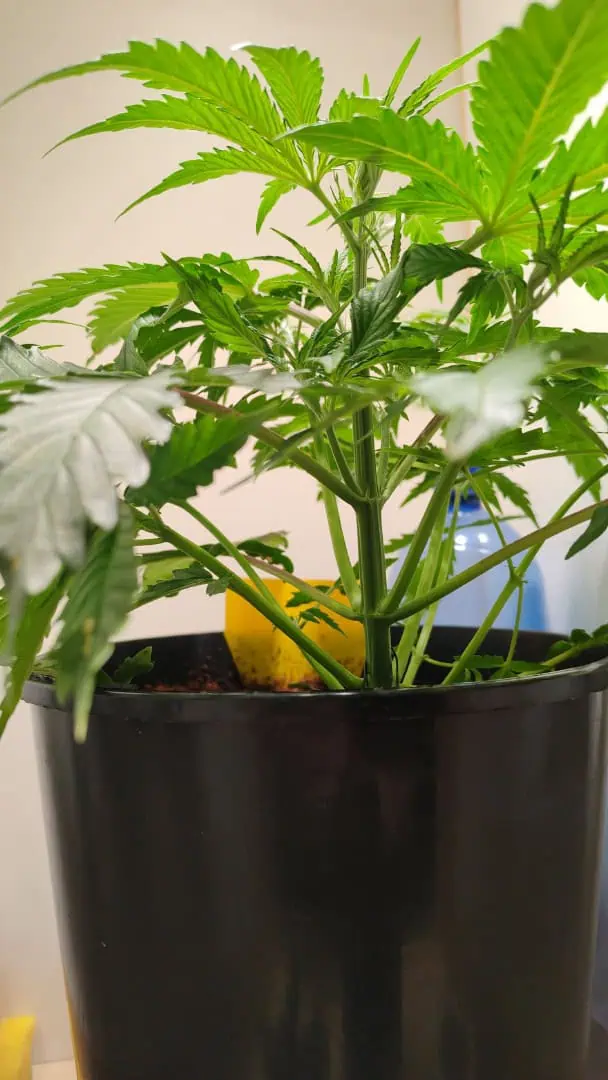 drawer grow forbidden fruit — vegetative, day 35