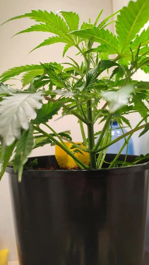 drawer grow forbidden fruit — vegetative, day 35