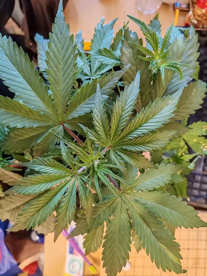 drawer grow forbidden fruit — vegetative, day 35