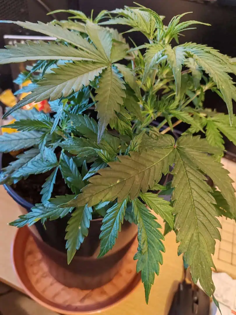 drawer grow forbidden fruit — vegetative, day 35