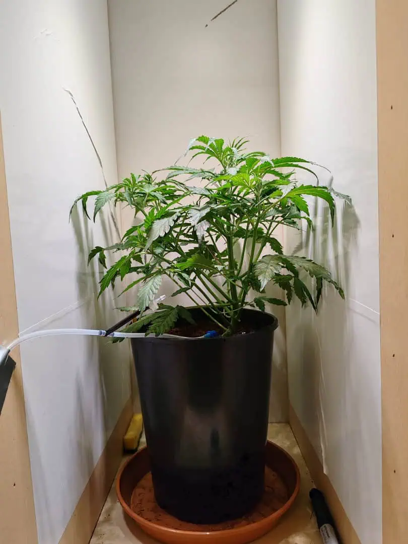 drawer grow forbidden fruit — flower, day 38