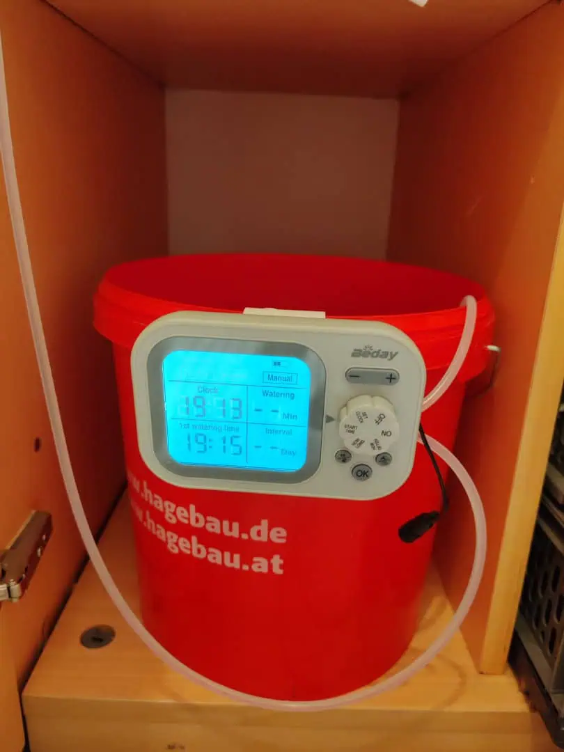 drawer grow forbidden fruit — flower, day 38