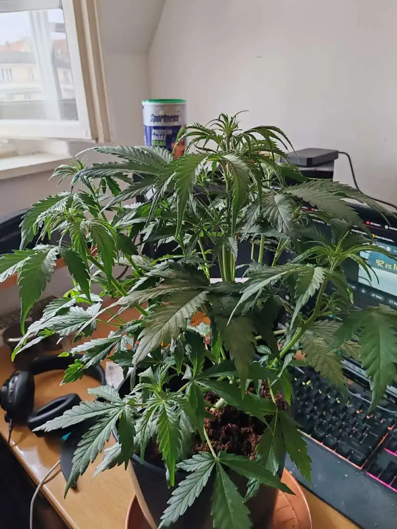 drawer grow forbidden fruit — flower, day 40