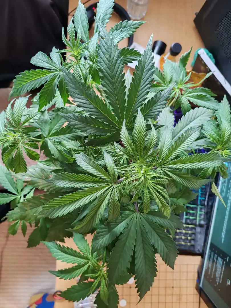 drawer grow forbidden fruit — flower, day 40