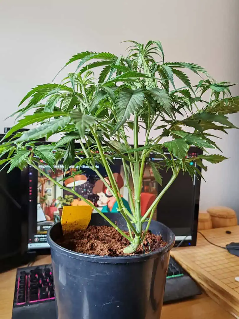 drawer grow forbidden fruit — flower, day 40