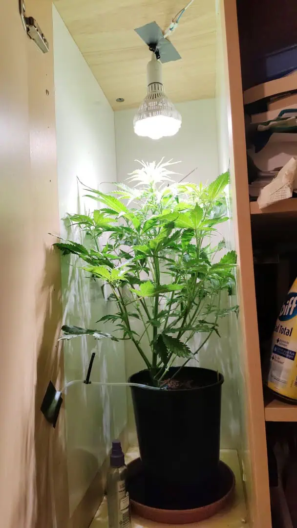drawer grow forbidden fruit — flower, day 43