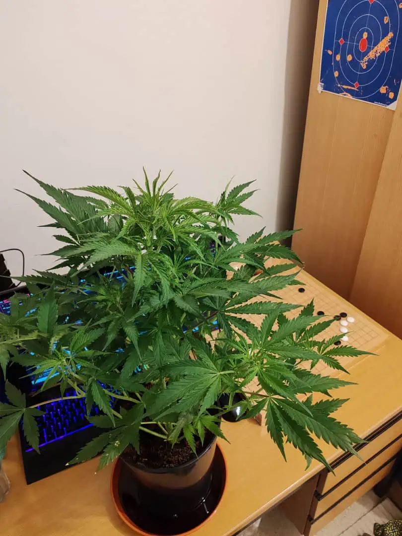 drawer grow forbidden fruit — flower, day 43