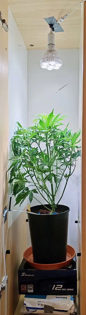 drawer grow forbidden fruit — flower, day 43