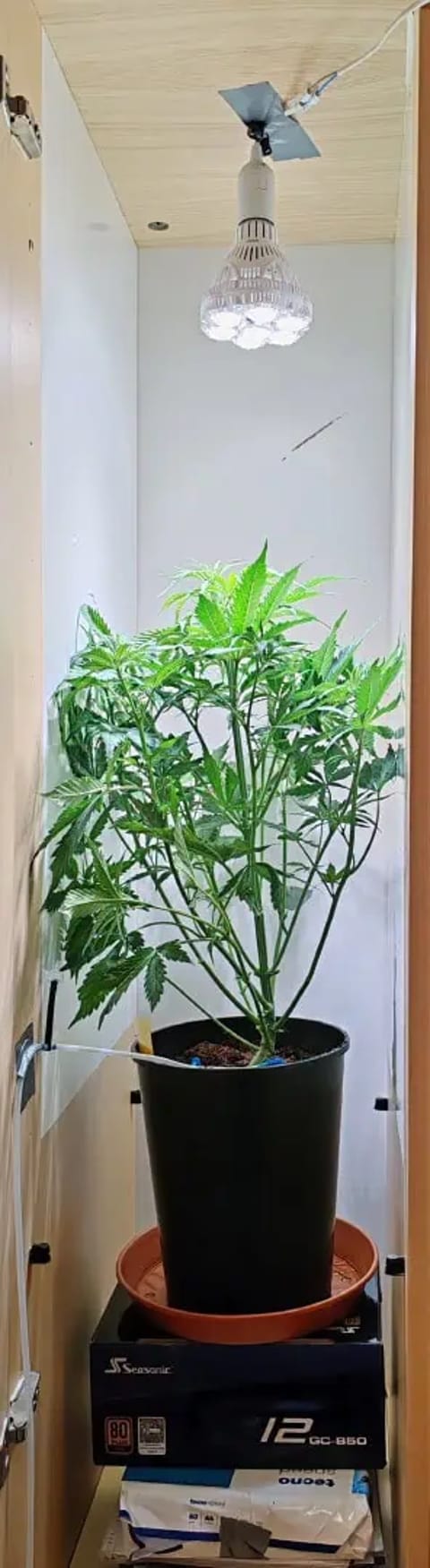 drawer grow forbidden fruit — flower, day 43