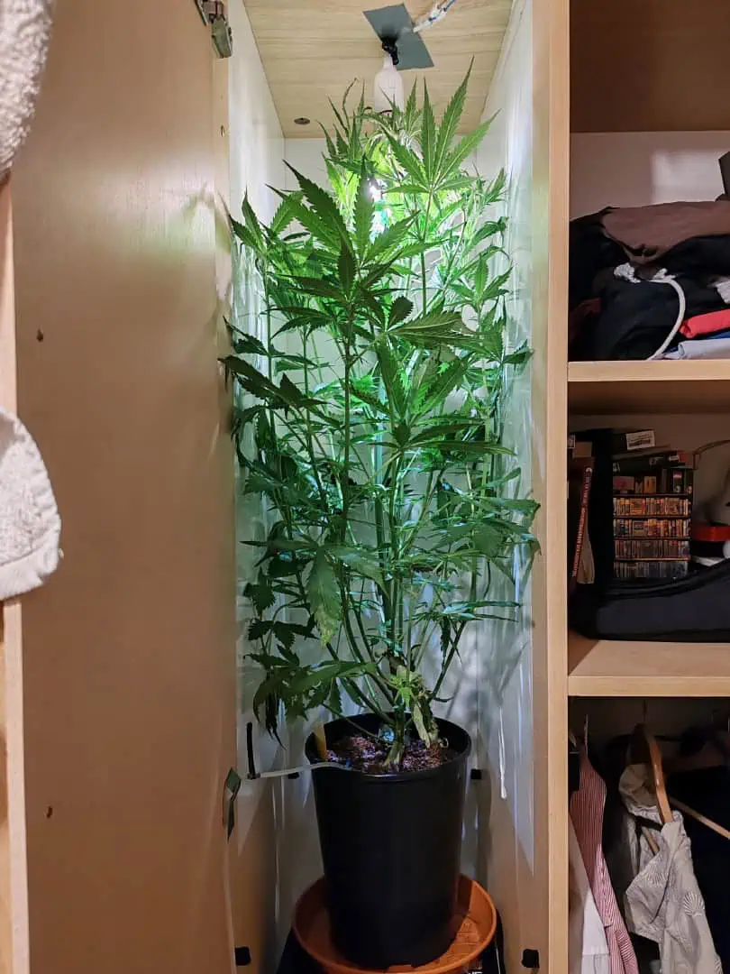 drawer grow forbidden fruit — flower, day 56