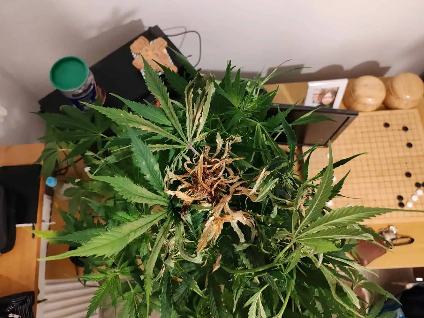 drawer grow forbidden fruit — flower, day 56