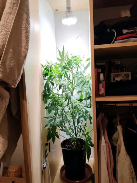 drawer grow forbidden fruit — flower, day 56