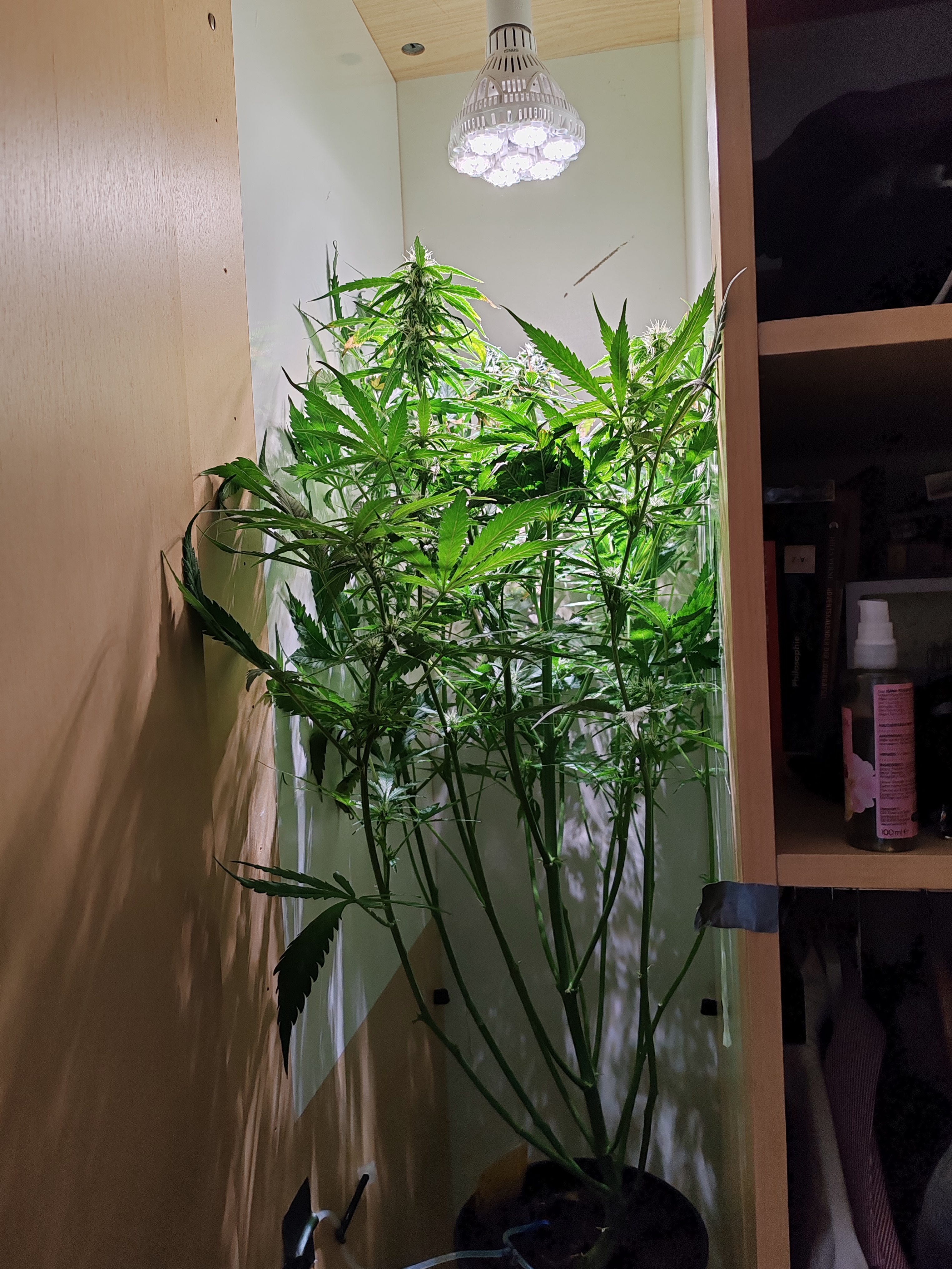 drawer grow forbidden fruit — flower, day 67