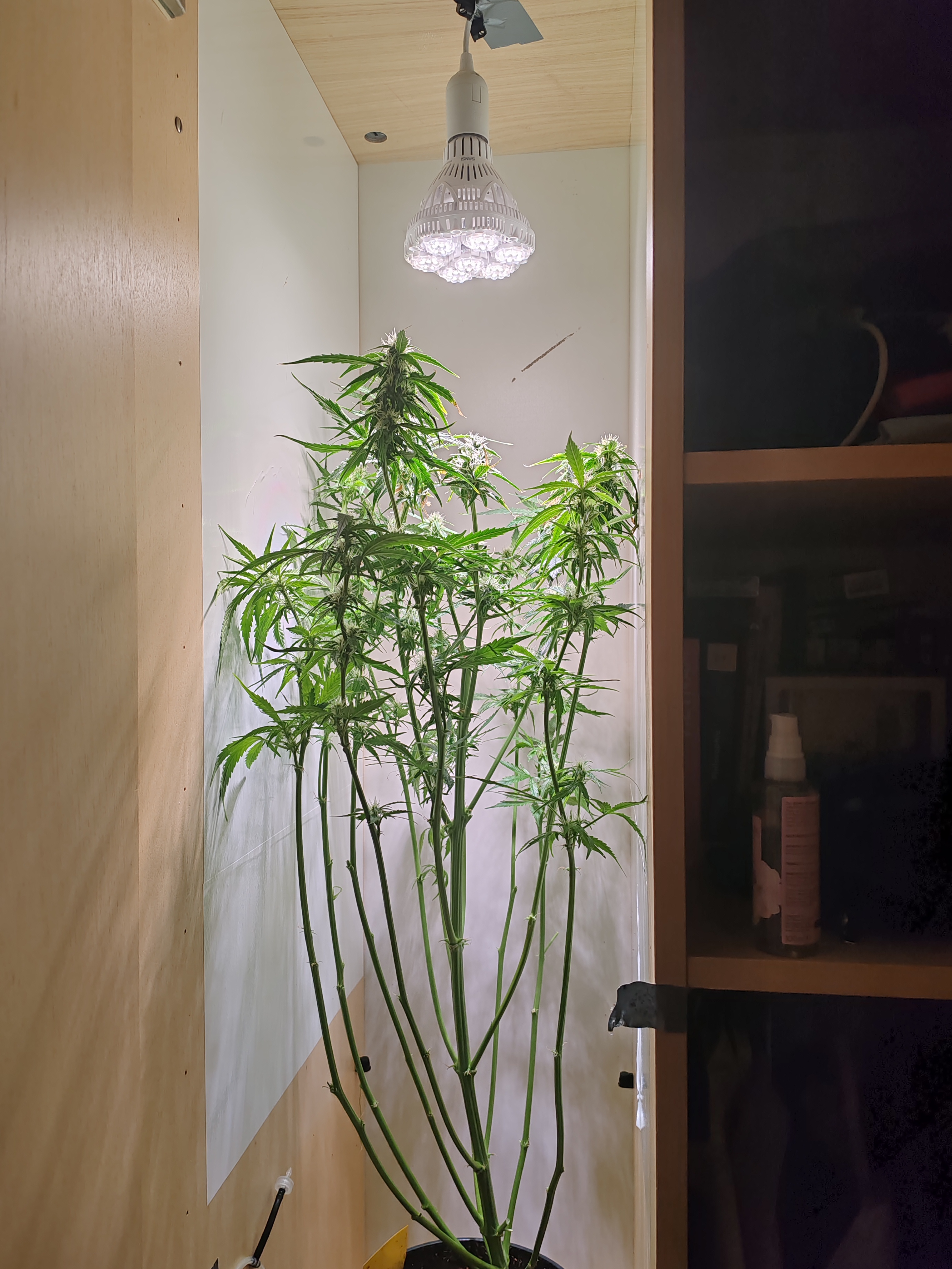 drawer grow forbidden fruit — flower, day 67