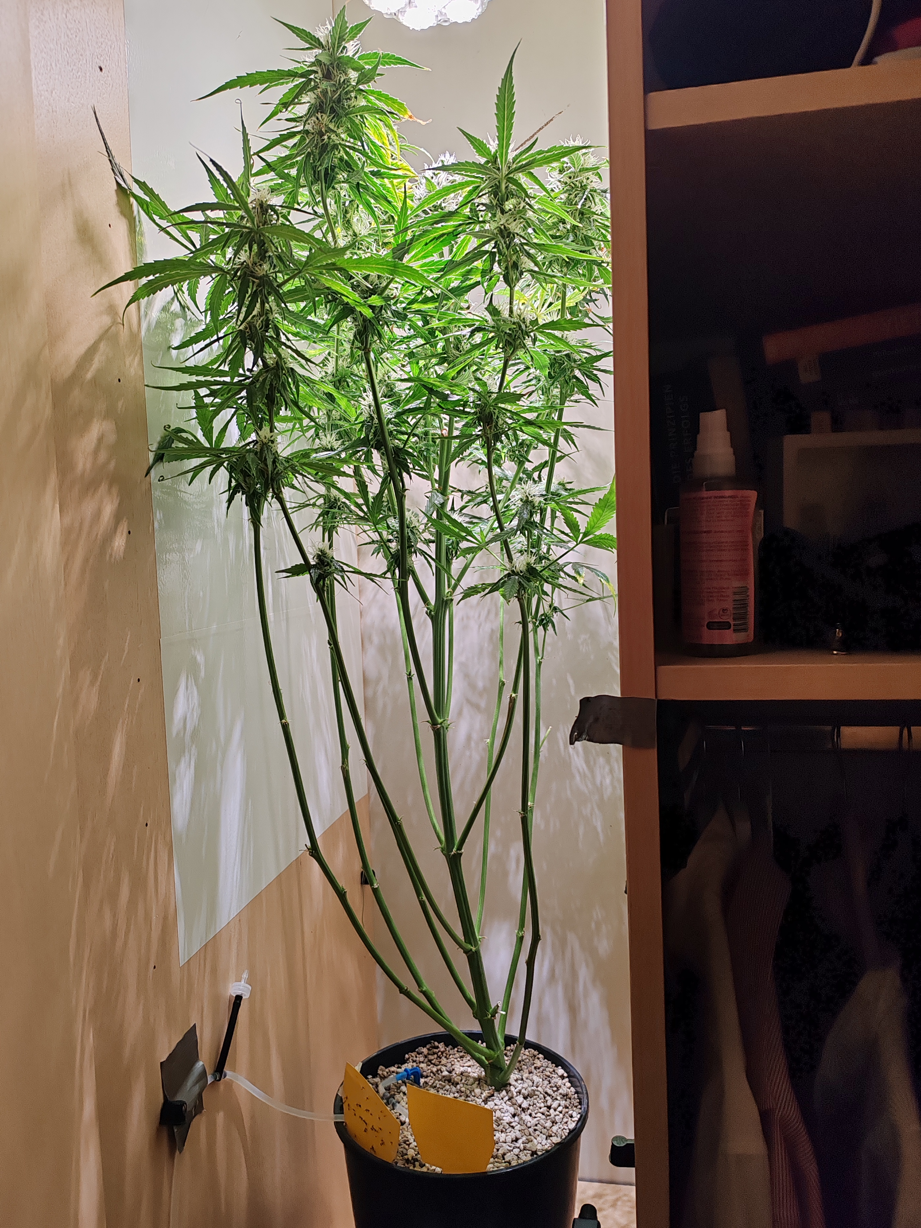 drawer grow forbidden fruit — flower, day 76